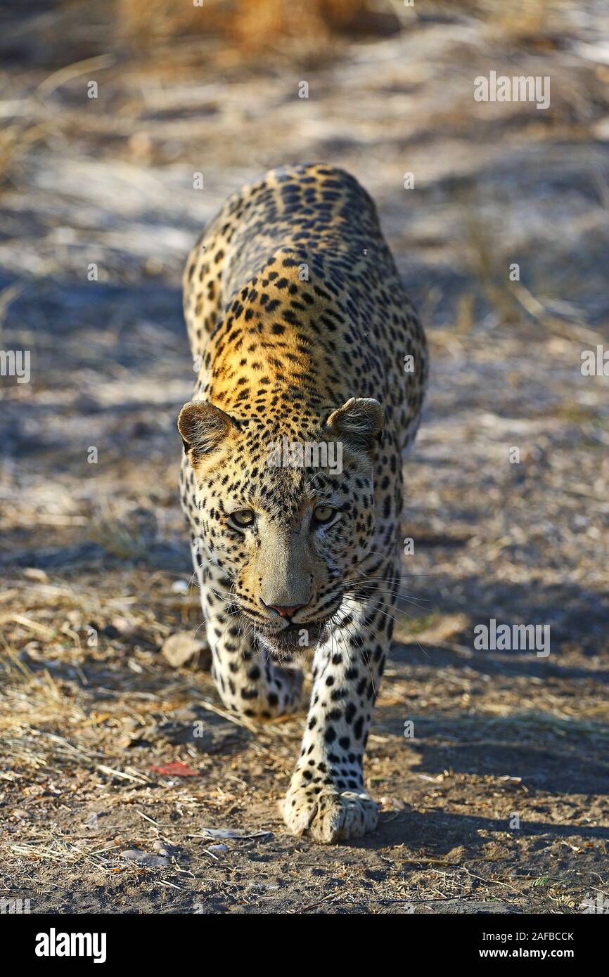 Leopard dans Landschaft, Namibie, Afrique Banque D'Images
