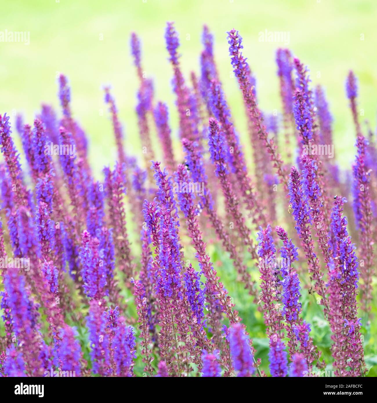 La Lavande (Lavendula) en fleurs Banque D'Images