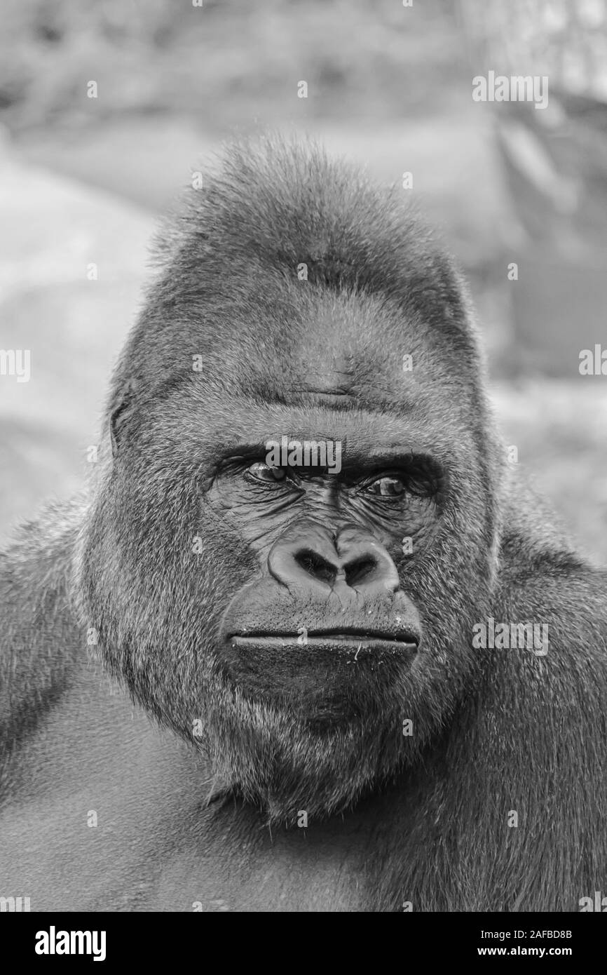 Photo noir et blanc d'un homme adulte de gorille de plaine de l'ouest (Gorilla gorilla gorilla) face portrait Banque D'Images