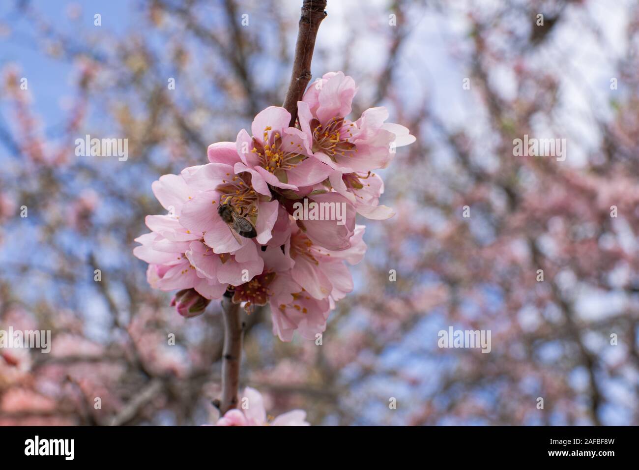 L'abeille européenne (Apis mellifera) pollinisent la fleur d'amande (Prunus dulcis) Banque D'Images