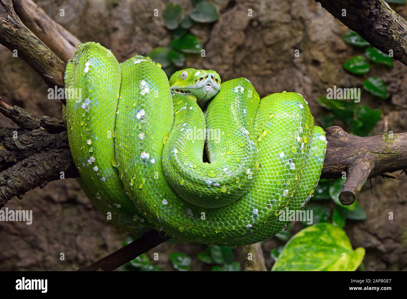 Grüne Baumpython (Morelia viridis), captive, Vorkommen Asien, Kanada Banque D'Images