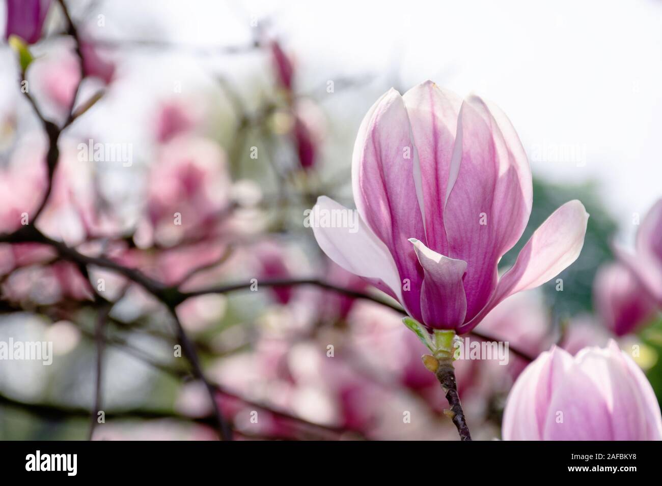 Fleur de magnolia rose. grande floraison sur les brindilles dans la lumière du soleil. La saison du printemps dans le jardin. Chambres de fond ornemental Banque D'Images