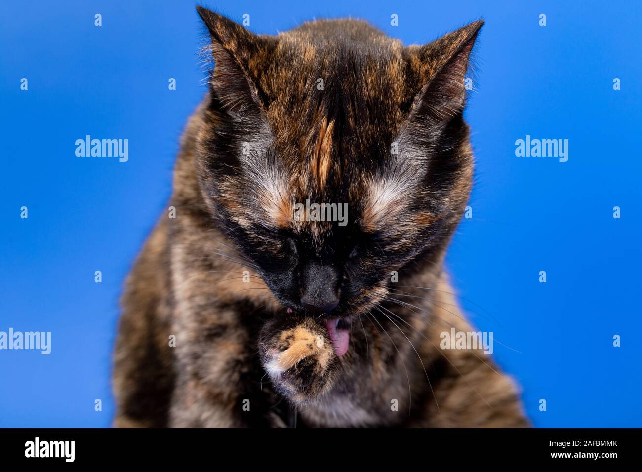 Chat tortoiseshell noir et rouge sur fond bleu Banque D'Images