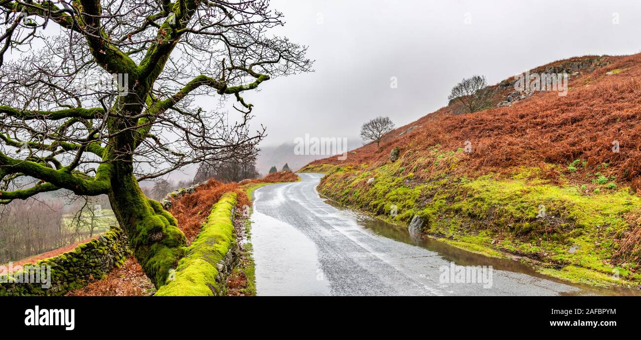 Une journée très humide et venteux dans la vallée de Duddon, Cumbria. Cet arbre a attiré mon attention par la route sur le chemin à travers la vallée et j'ai pensé que c'est moss Banque D'Images