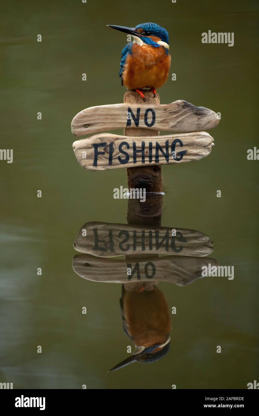 Kingfisher (Alcedo atthis) perché sur un pas de signe de pêche Banque D'Images