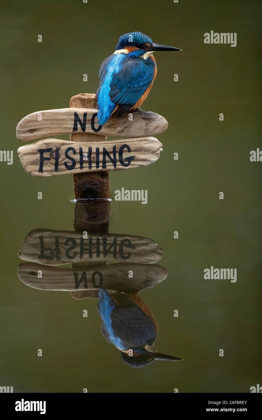 Kingfisher (Alcedo atthis) perché sur un pas de signe de pêche Banque D'Images