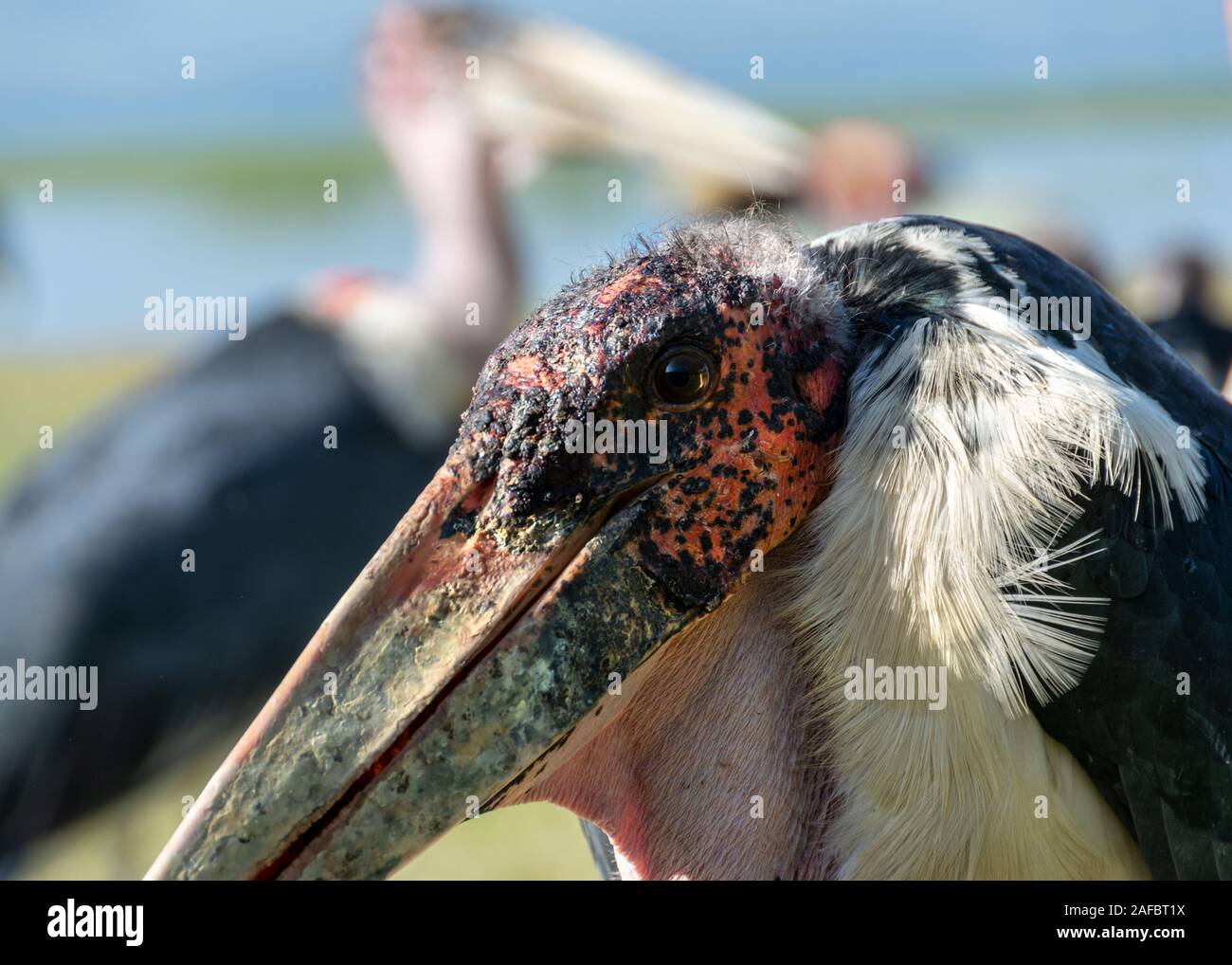 Marabout d'oiseaux Banque D'Images