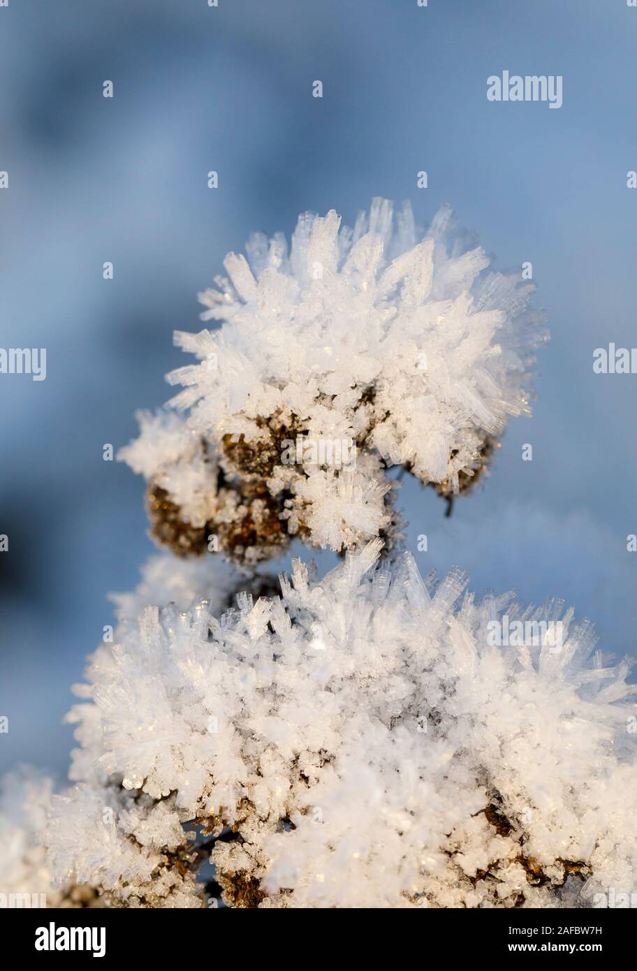 Closeuo de cristaux de glace sur une usine à l'hiver Banque D'Images