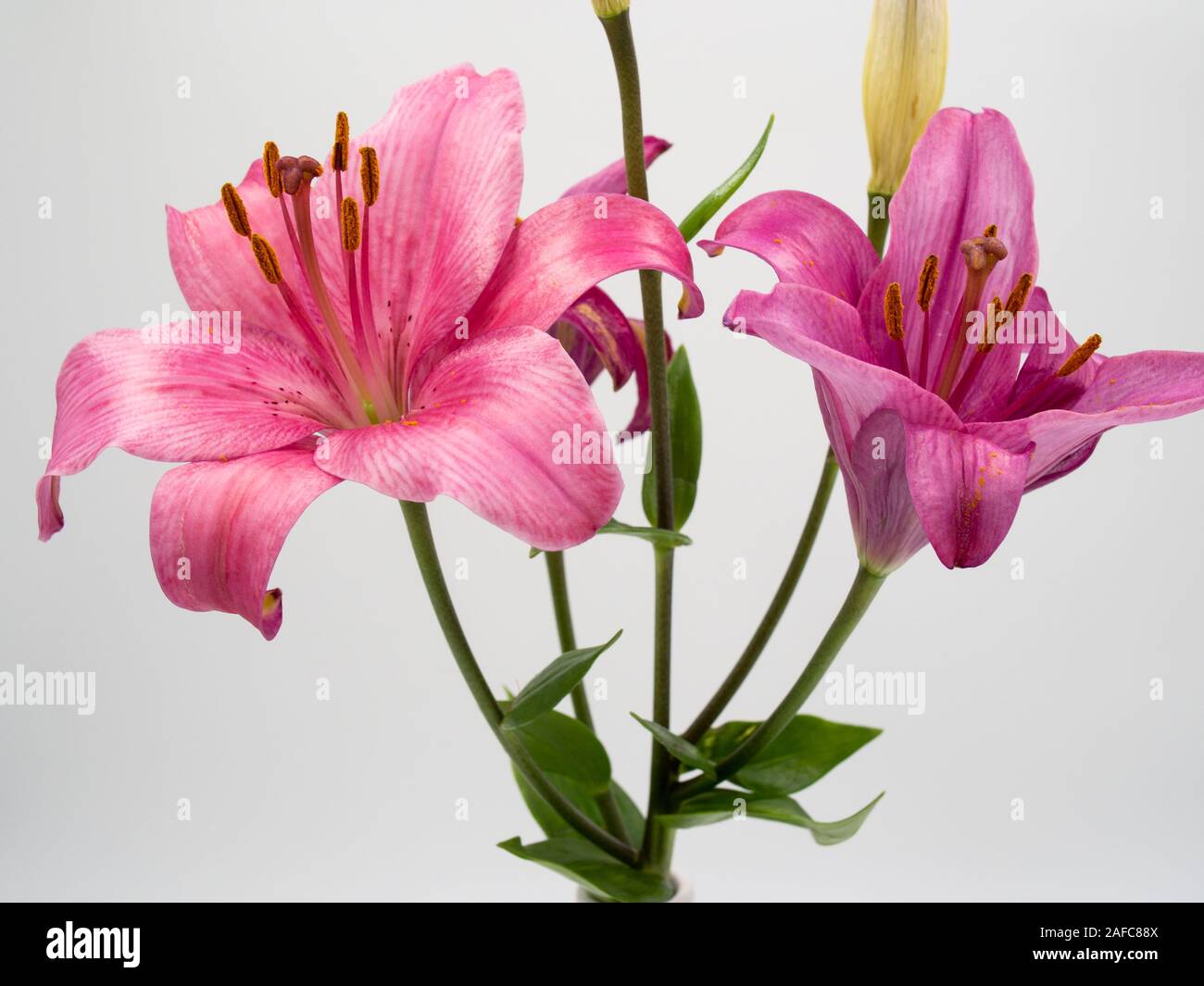 Belle fleur lilium rose sur fond blanc Banque D'Images