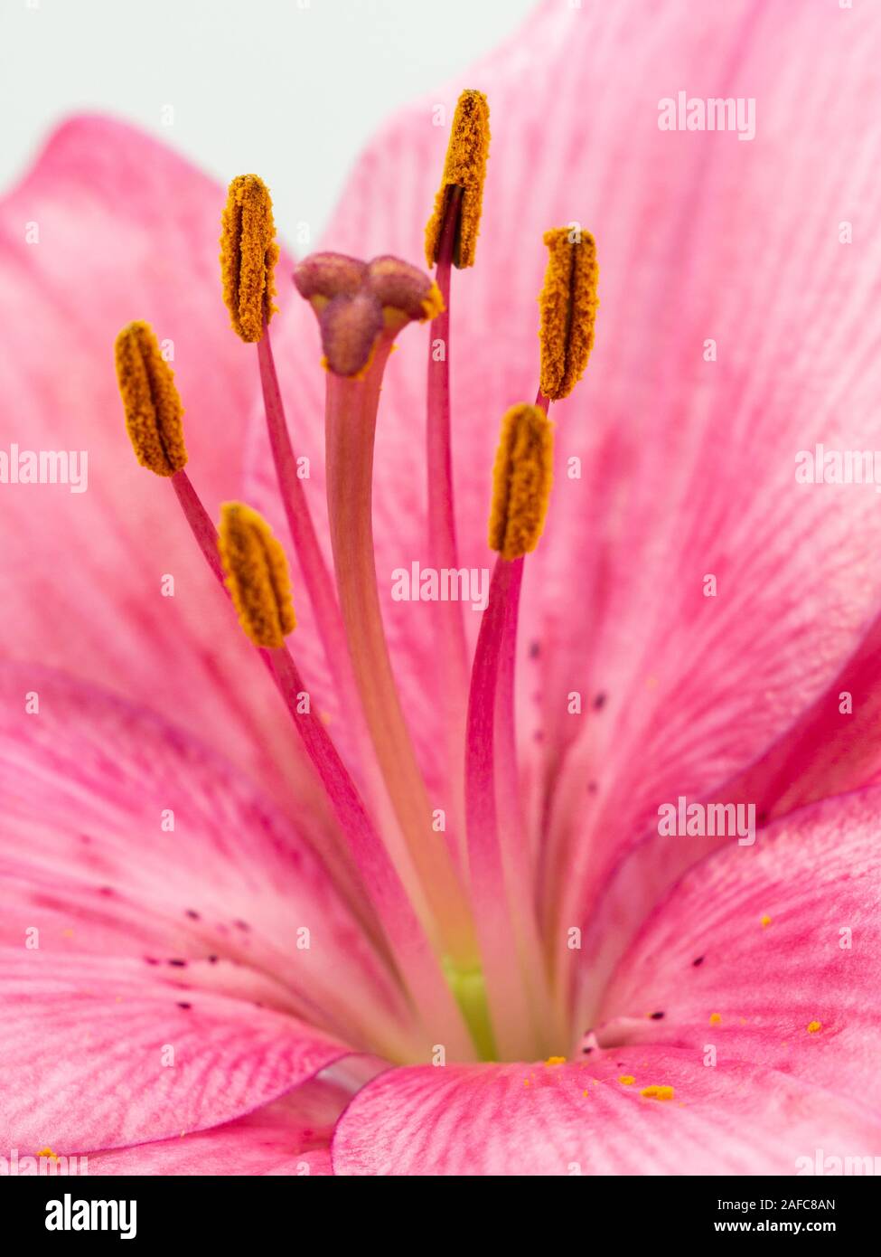 Belle fleur rose lilium close up on white background Banque D'Images