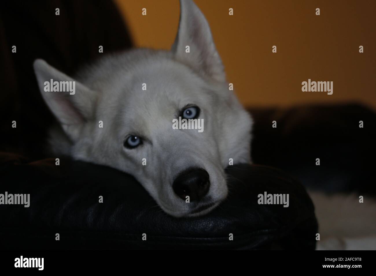 Chien Husky Siberien Isole Sur Gris Portrait Confus Drole De Chiens De Traineaux Avec Des Yeux Bleus Et De Oreilles Chien Husky Siberien Isole Sur Gray Photo Stock Alamy