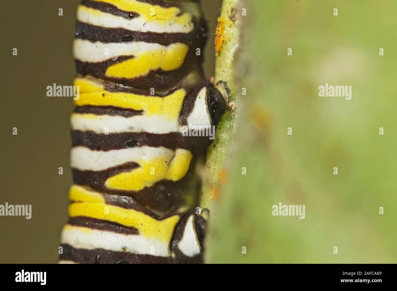 La chenille du papillon monarque close-up Banque D'Images
