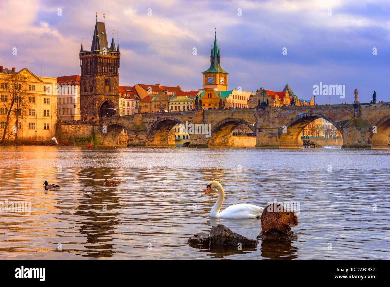 Célèbre Pont Charles et la tour, avec beaver et Swan, Prague, République Tchèque Banque D'Images