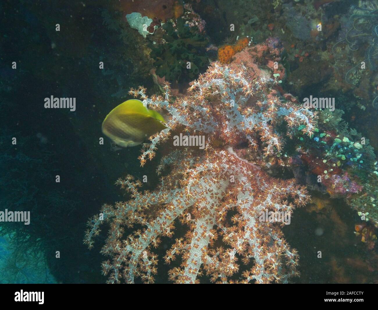 Gros plan d'une croissance de coraux mous sur l'épave de tulamben, usat liberty in bali Banque D'Images