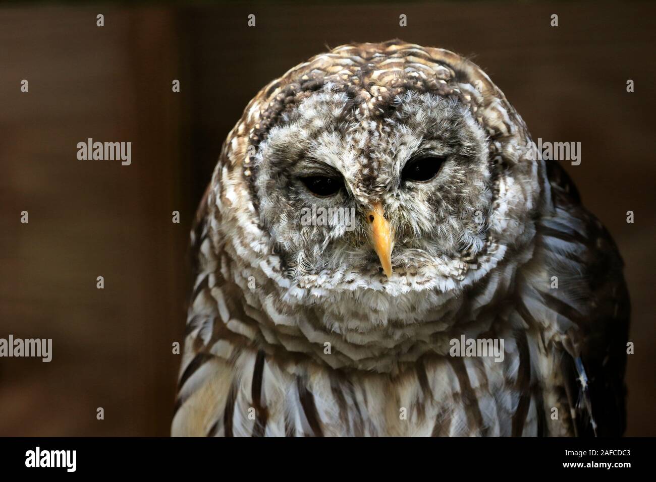 Un Northern Barred Owl, Strix varia, en portrait. Popcorn Park Zoo, Forked River, New Jersey, USA Banque D'Images