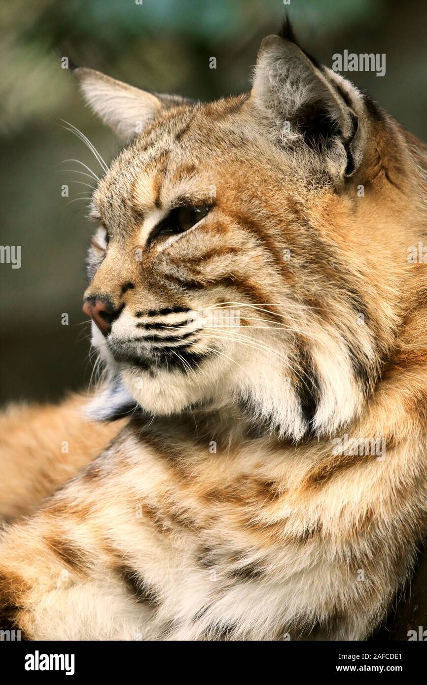 Un lynx, Lynx rufus, en mode portrait. popcorn Park Zoo, Forked River, New Jersey, USA Banque D'Images