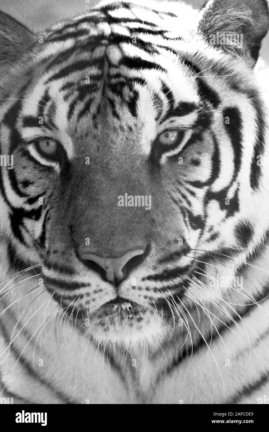 Un tigre, Panthera tigris, en noir et blanc. Popcorn Park Zoo, Lacey Township, New Jersey, États-Unis Banque D'Images