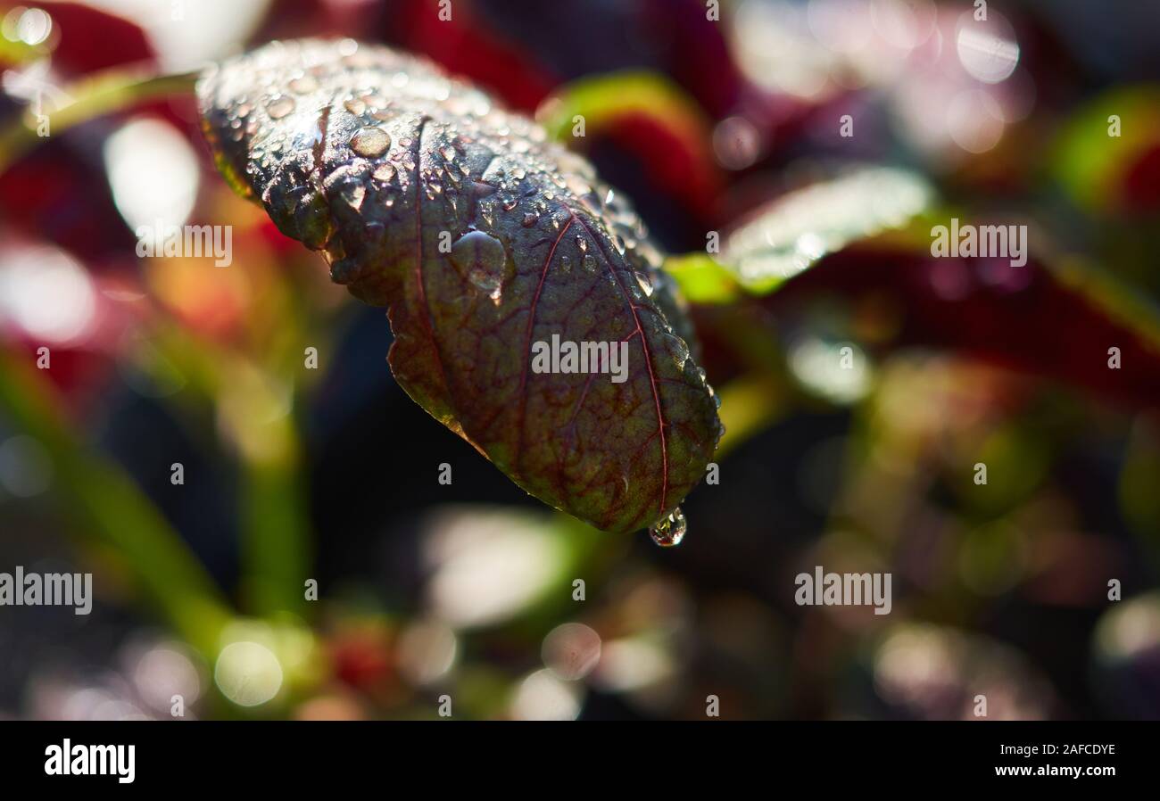 Vue rapprochée d'Amarante rouge après arrosage foliaire Banque D'Images