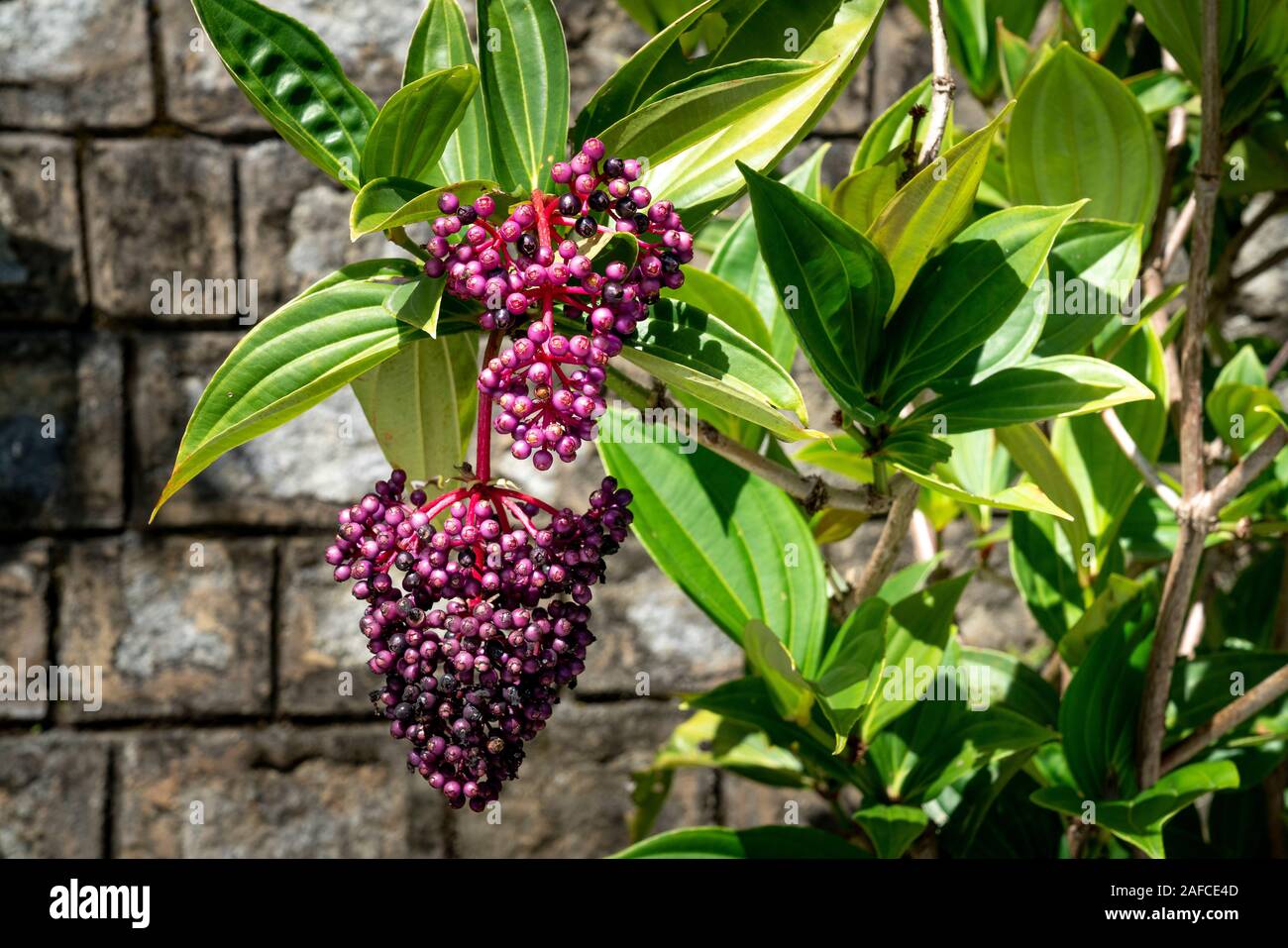 Photo gros plan de fleur en raisins asiatique voyante, rose (Medinilla speciosa) jardin dans Da Lat, Viet Nam Banque D'Images