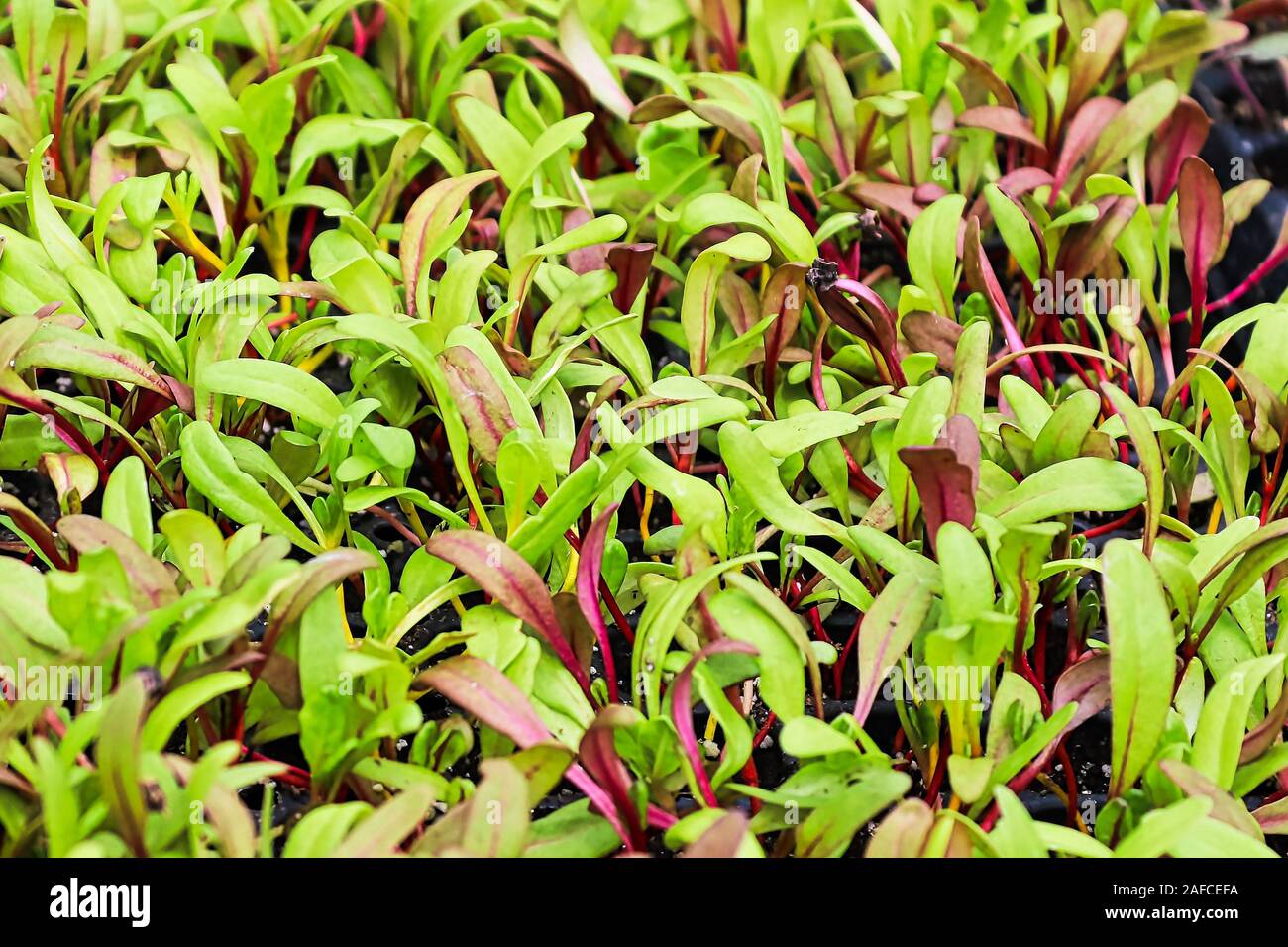 Libre de la bette à carde colorées microgreens sprouting Banque D'Images