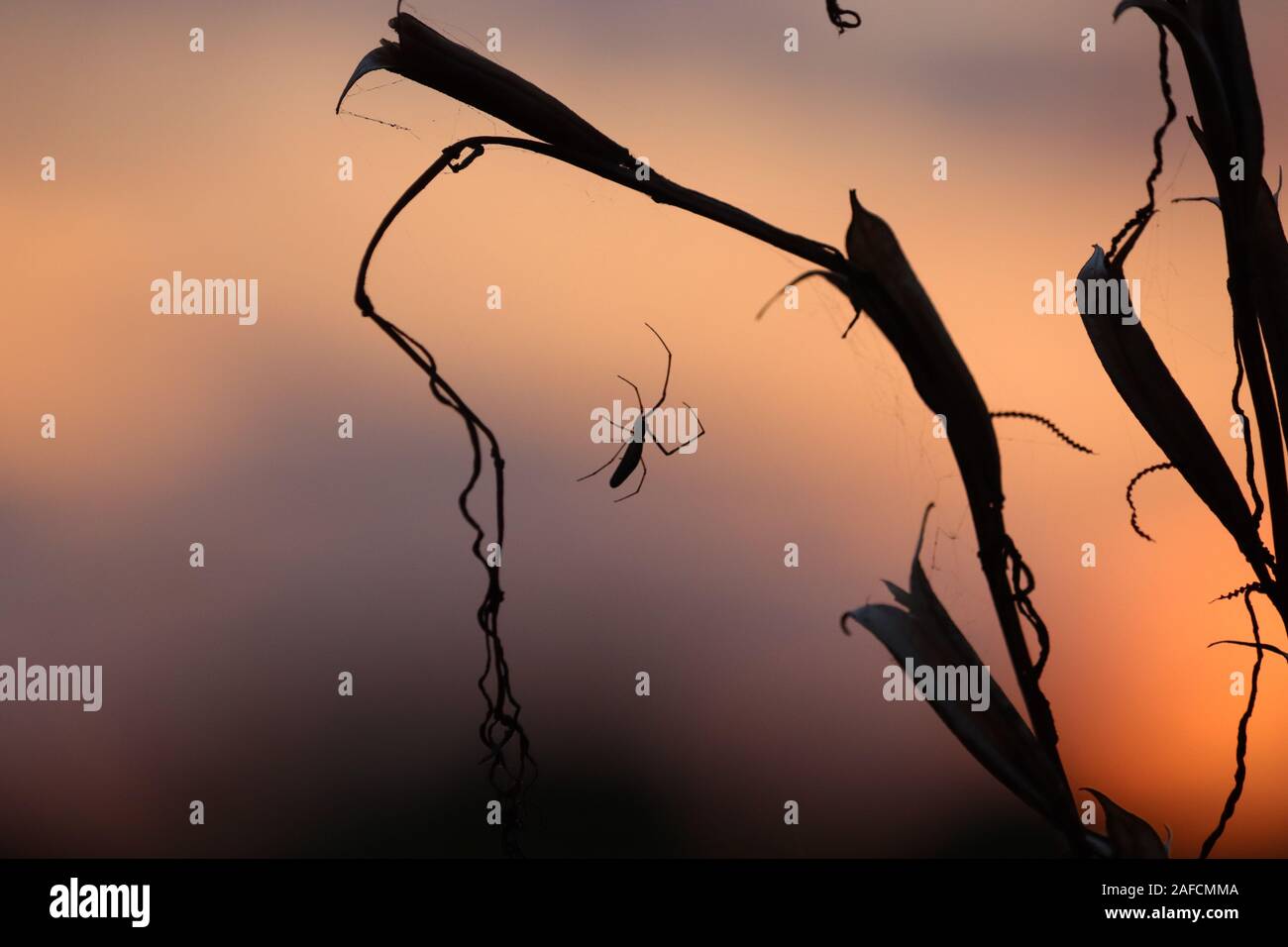 Lever du soleil sur un conte pittoresque misty meadow en soirée d.un jardin commun pendaison araignée du toit d'une maison verte au coucher du soleil. Détails de th Banque D'Images
