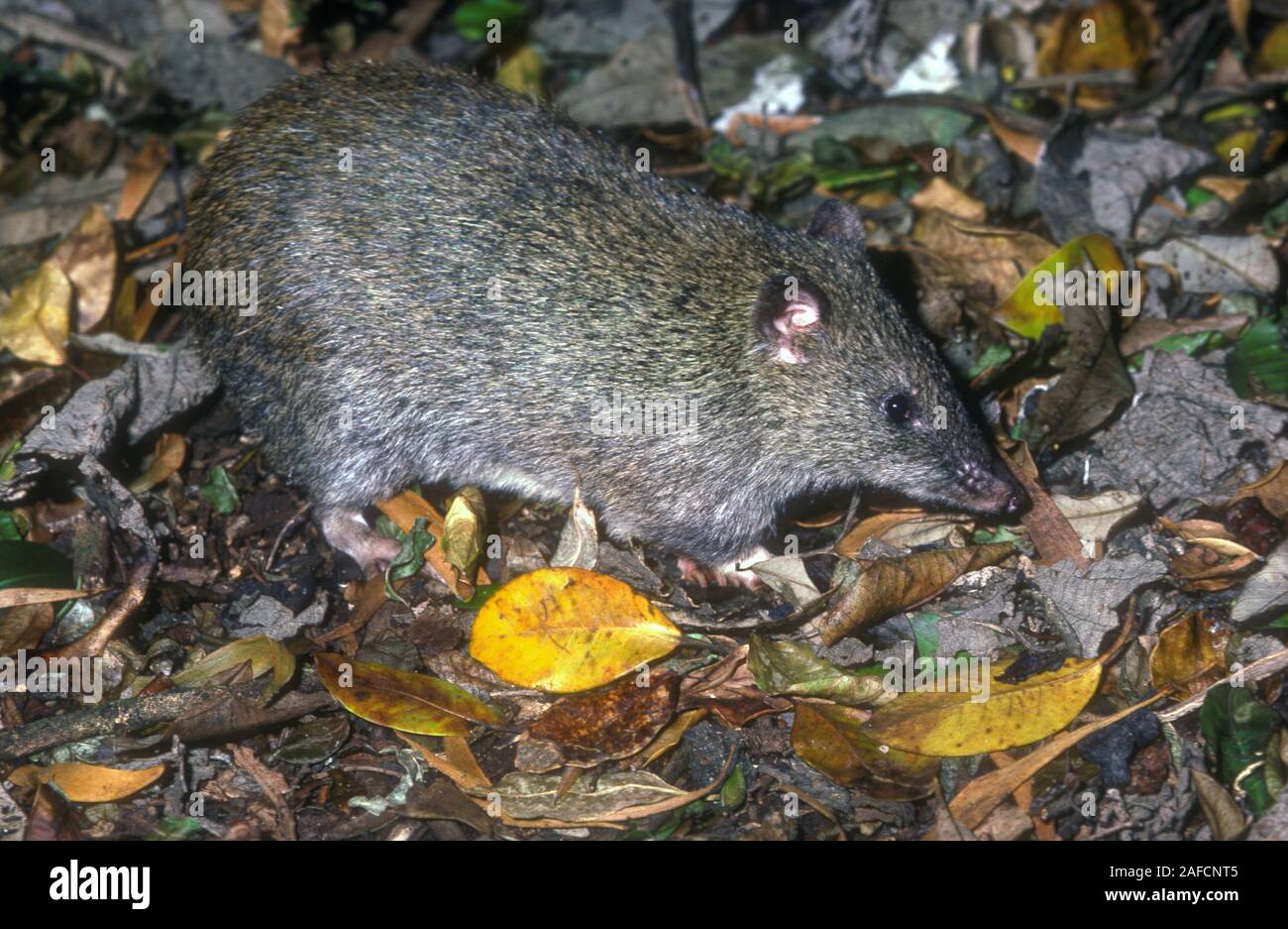 POTOROO À LONG NEZ (ÉGALEMENT CONNU SOUS LE NOM DE RAT-KANGOUROU) POTOROIDAE, BUNYA MOUNTAINS, QUEENSLAND, AUSTRALIE. Banque D'Images