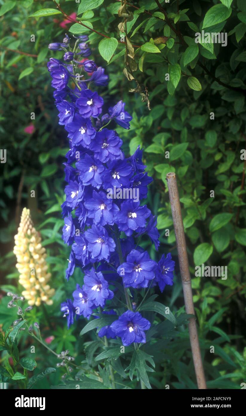 Usine de Delphinium en fleur. Tous les membres du genre sont toxiques. Banque D'Images