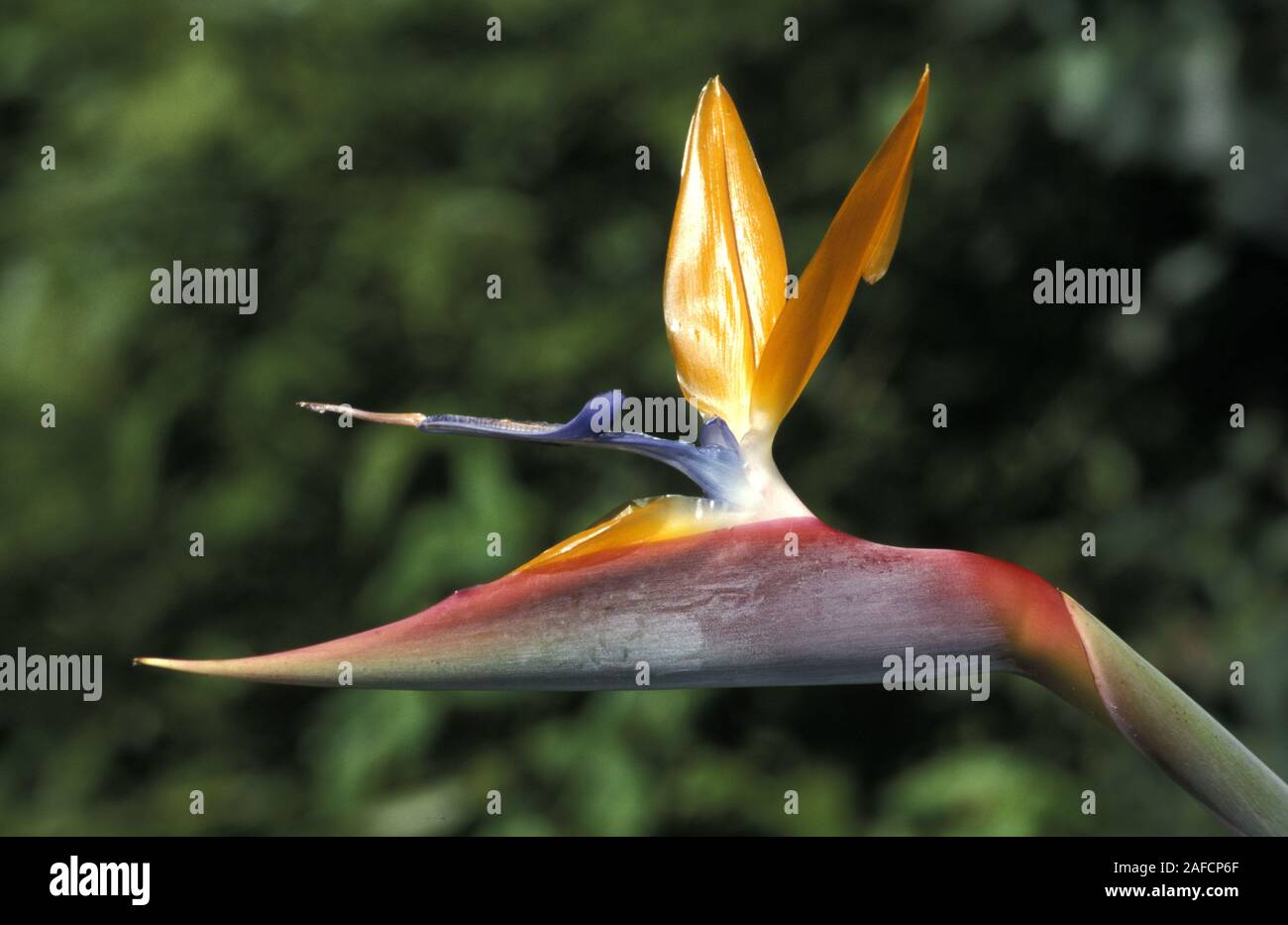 Close-up du bel oiseau du paradis Strelitzia reginae (fleurs). Banque D'Images