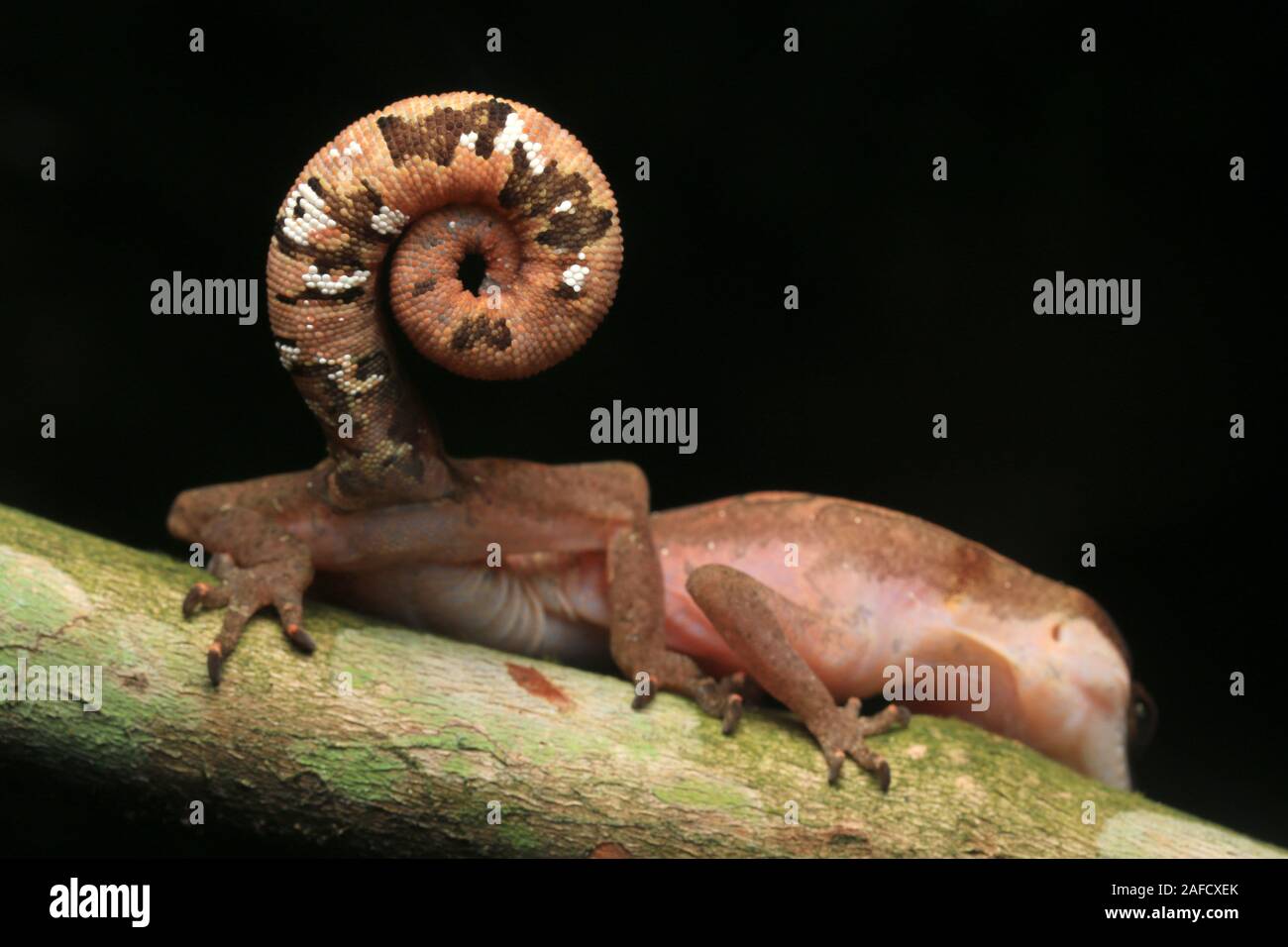 Cat Cat, Gecko gecko aux yeux bleus, Cat Tail Gecko Banque D'Images