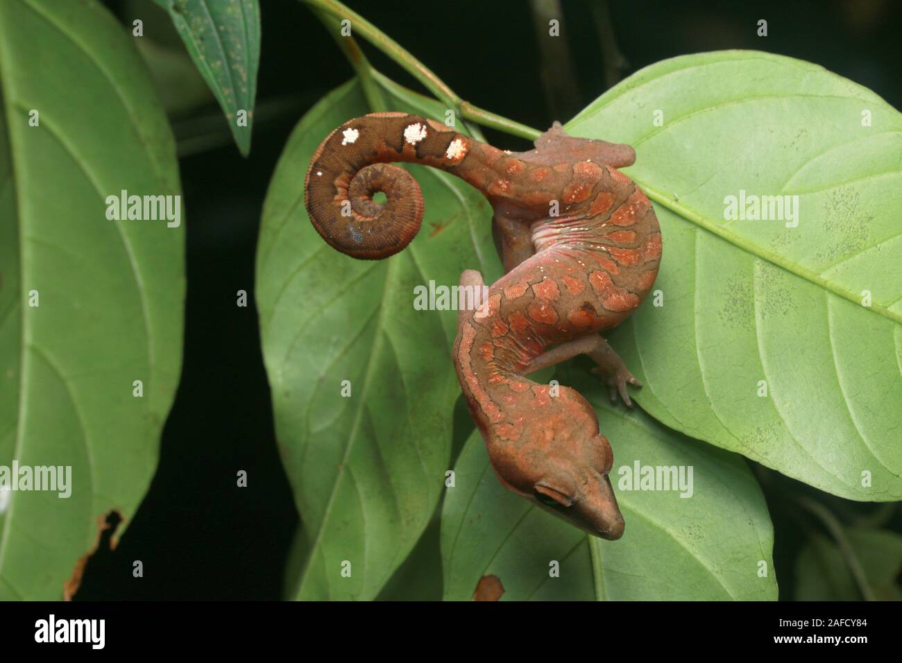 Cat Cat, Gecko gecko aux yeux bleus, Cat Tail Gecko Banque D'Images