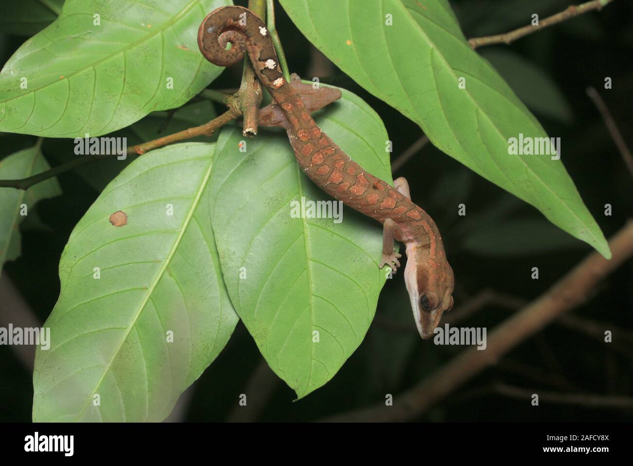 Cat Cat, Gecko gecko aux yeux bleus, Cat Tail Gecko Banque D'Images