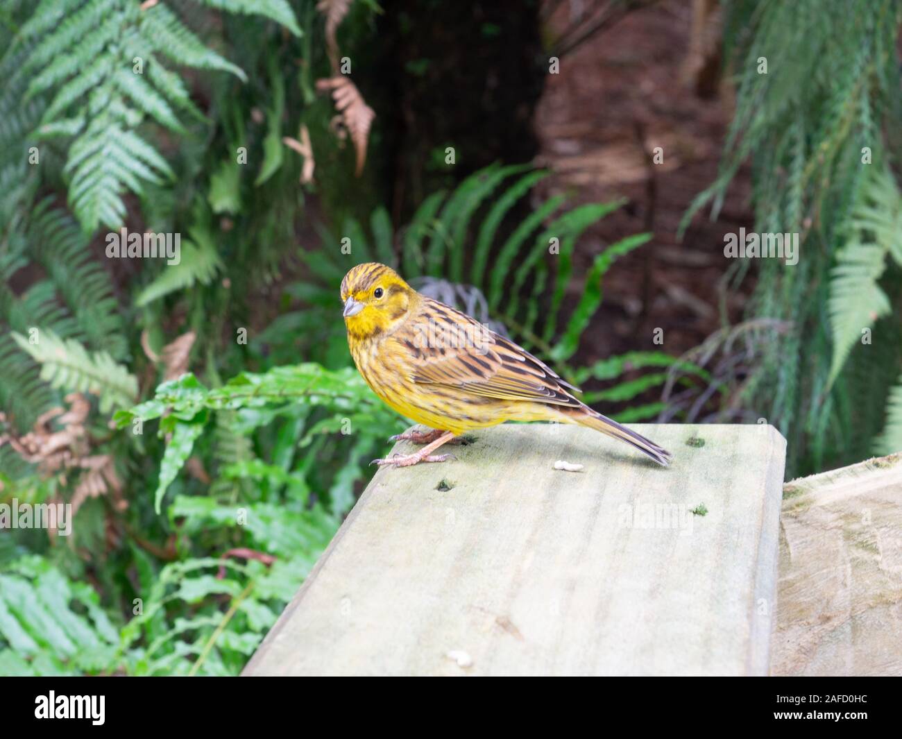 Finch jaune Oiseau sur une planche en bois Banque D'Images