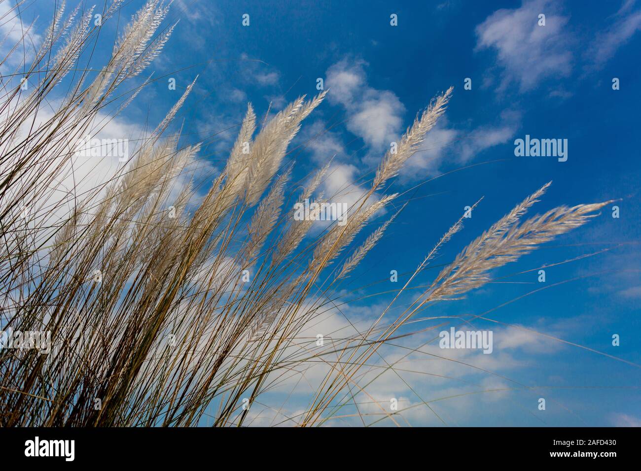 Chaton fleurs, herbe Kans (S. spontaneum) ou Kashful (en bengali) avec beau ciel bleu au Bangladesh, Chandpur. Banque D'Images