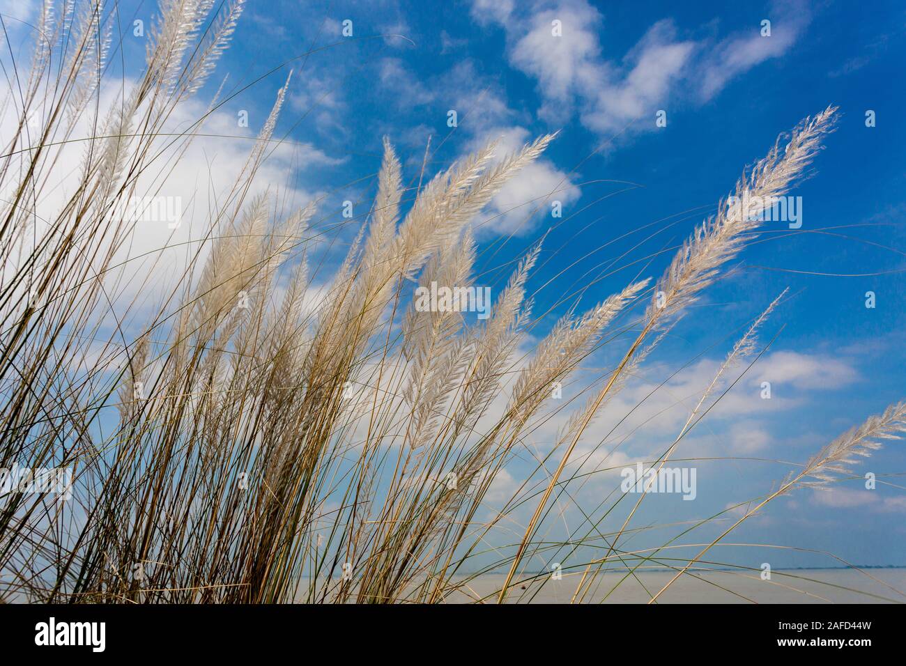 Chaton fleurs, herbe Kans (S. spontaneum) ou Kashful (en bengali) avec beau ciel bleu au Bangladesh, Chandpur. Banque D'Images