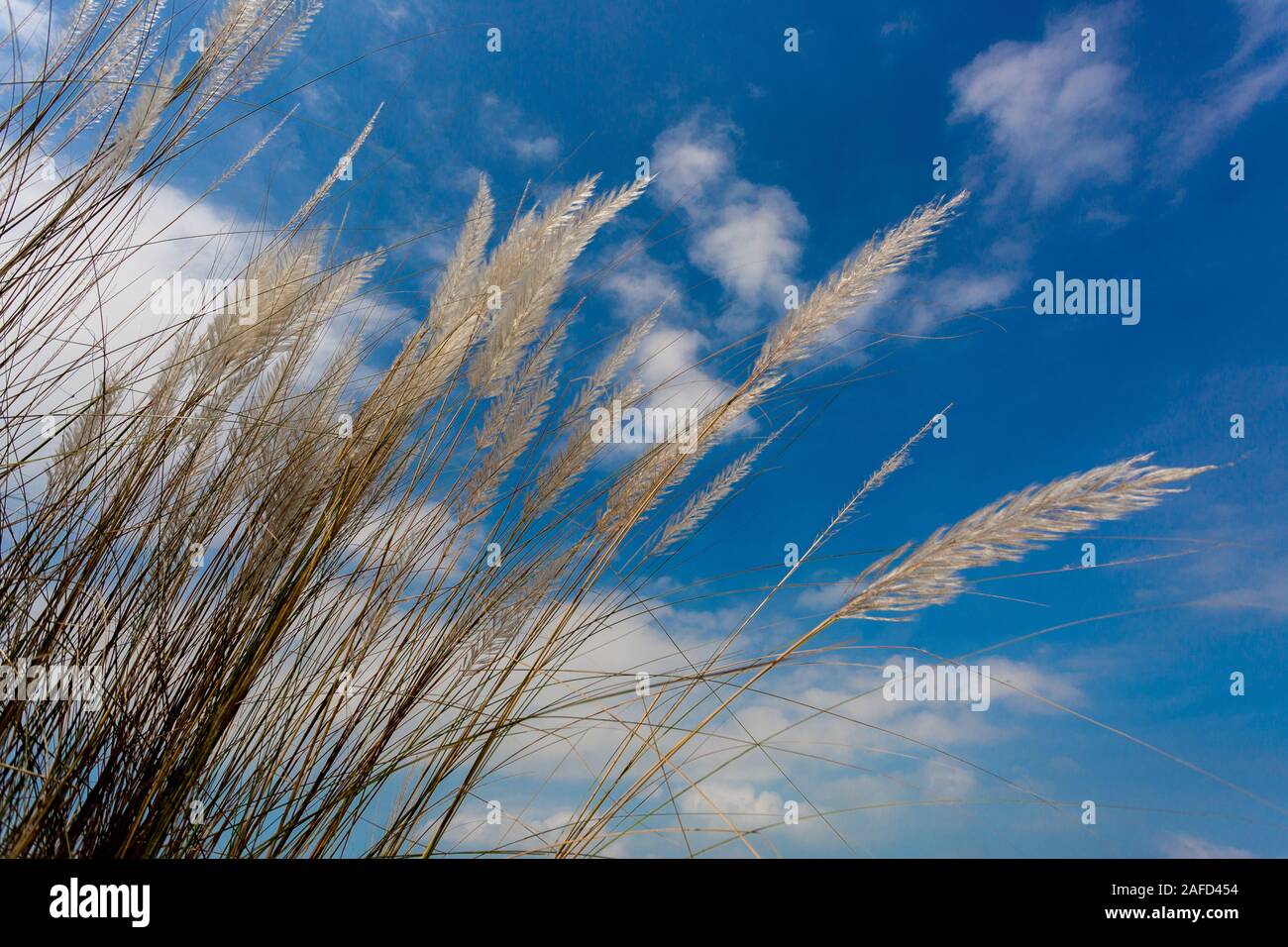Chaton fleurs, herbe Kans (S. spontaneum) ou Kashful (en bengali) avec beau ciel bleu au Bangladesh, Chandpur. Banque D'Images