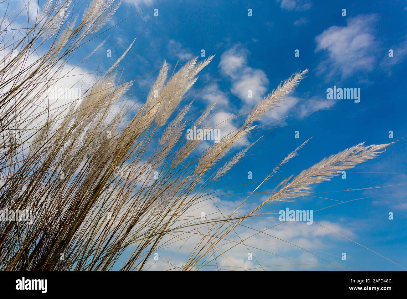 Chaton fleurs, herbe Kans (S. spontaneum) ou Kashful (en bengali) avec beau ciel bleu au Bangladesh, Chandpur. Banque D'Images