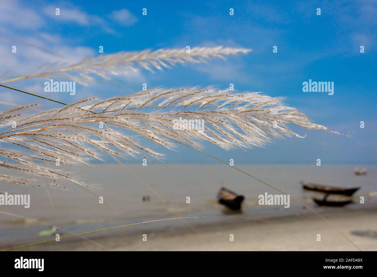 Chaton fleurs, herbe Kans (S. spontaneum) ou Kashful (en bengali) avec beau ciel bleu au Bangladesh, Chandpur. Banque D'Images