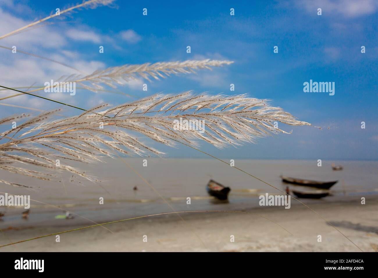 Chaton fleurs, herbe Kans (S. spontaneum) ou Kashful (en bengali) avec beau ciel bleu au Bangladesh, Chandpur. Banque D'Images