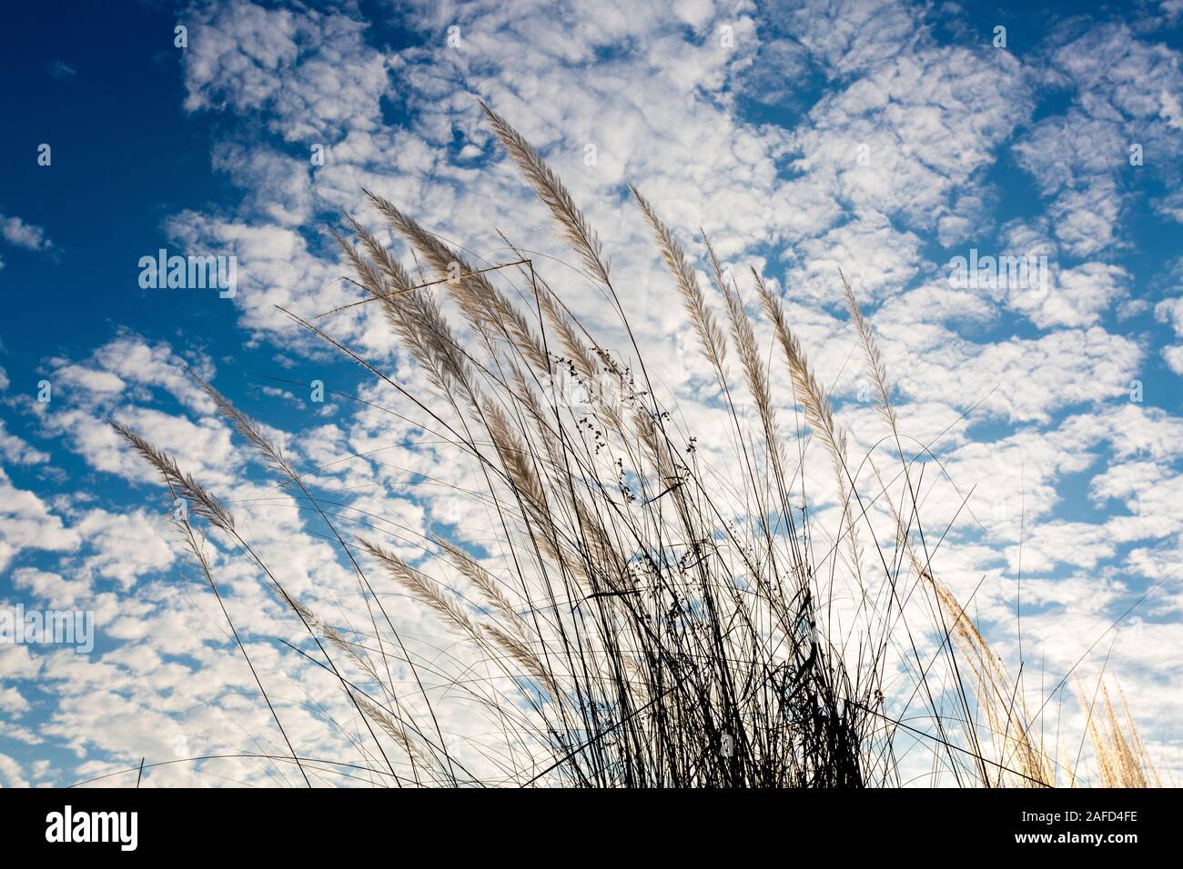Chaton fleurs, herbe Kans (S. spontaneum) ou Kashful (en bengali) avec beau ciel bleu au Bangladesh, Chandpur. Banque D'Images