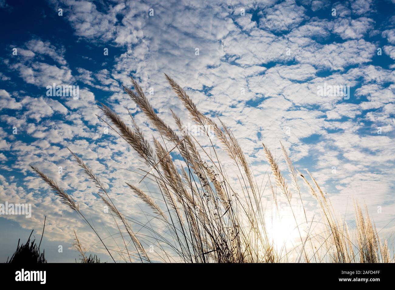 Chaton fleurs, herbe Kans (S. spontaneum) ou Kashful (en bengali) avec beau ciel bleu au Bangladesh, Chandpur. Banque D'Images