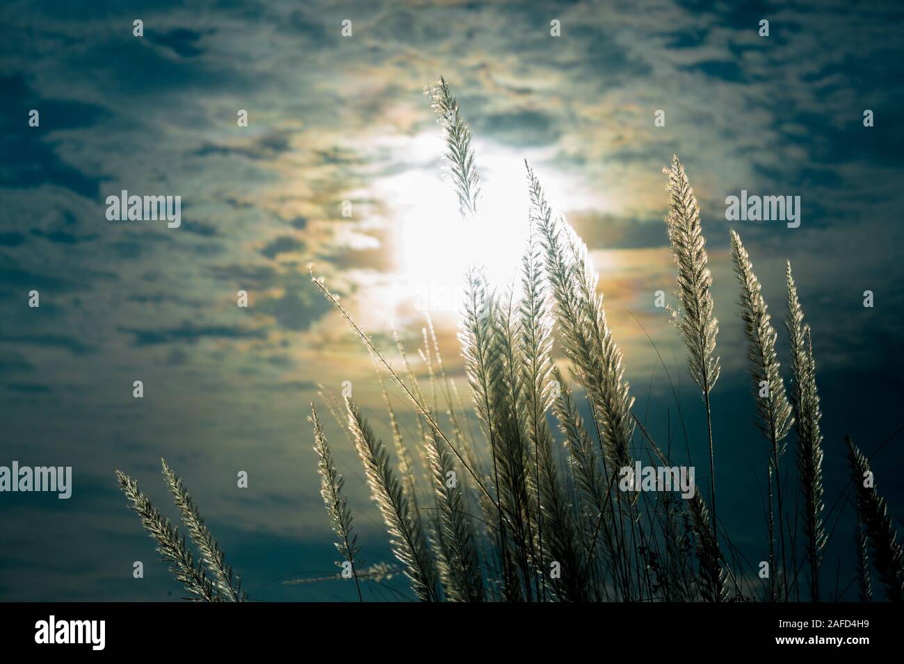 Chaton fleurs, herbe Kans (S. spontaneum) ou Kashful (en bengali) avec une belle lumière à Moody, Chandpur, Bangladesh. Banque D'Images