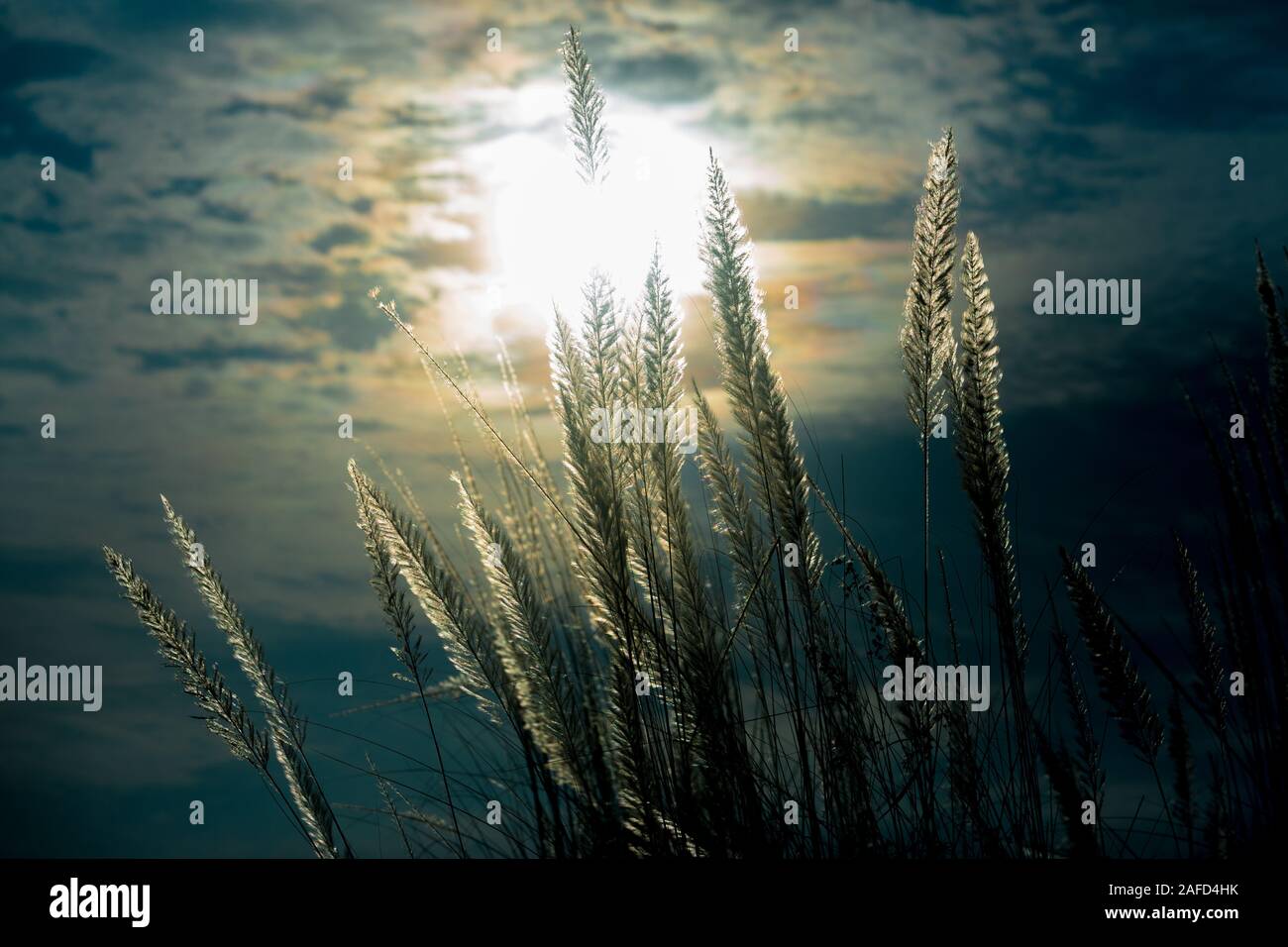 Chaton fleurs, herbe Kans (S. spontaneum) ou Kashful (en bengali) avec une belle lumière à Moody, Chandpur, Bangladesh. Banque D'Images