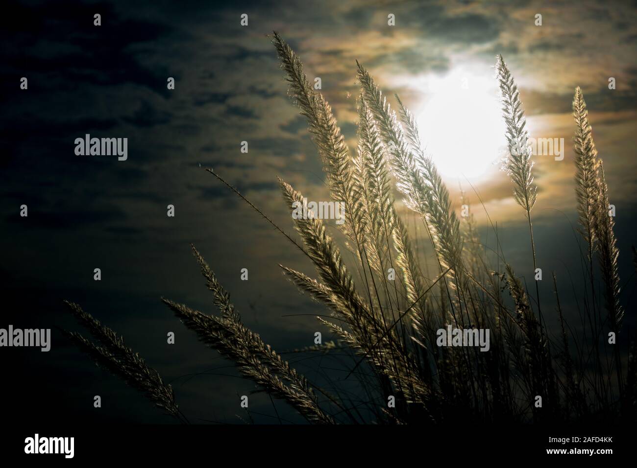 Chaton fleurs, herbe Kans (S. spontaneum) ou Kashful (en bengali) avec une belle lumière à Moody, Chandpur, Bangladesh. Banque D'Images