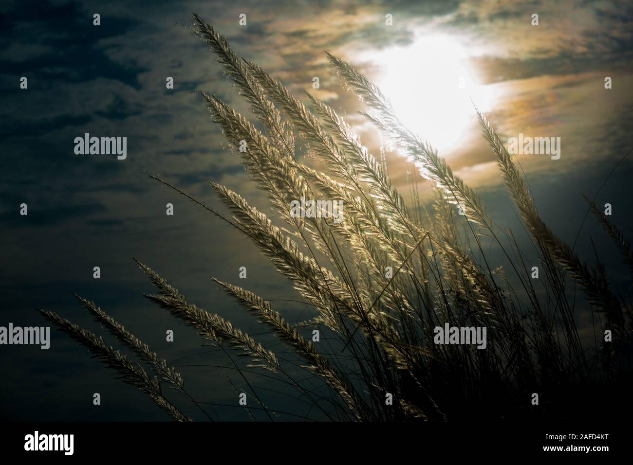 Chaton fleurs, herbe Kans (S. spontaneum) ou Kashful (en bengali) avec une belle lumière à Moody, Chandpur, Bangladesh. Banque D'Images