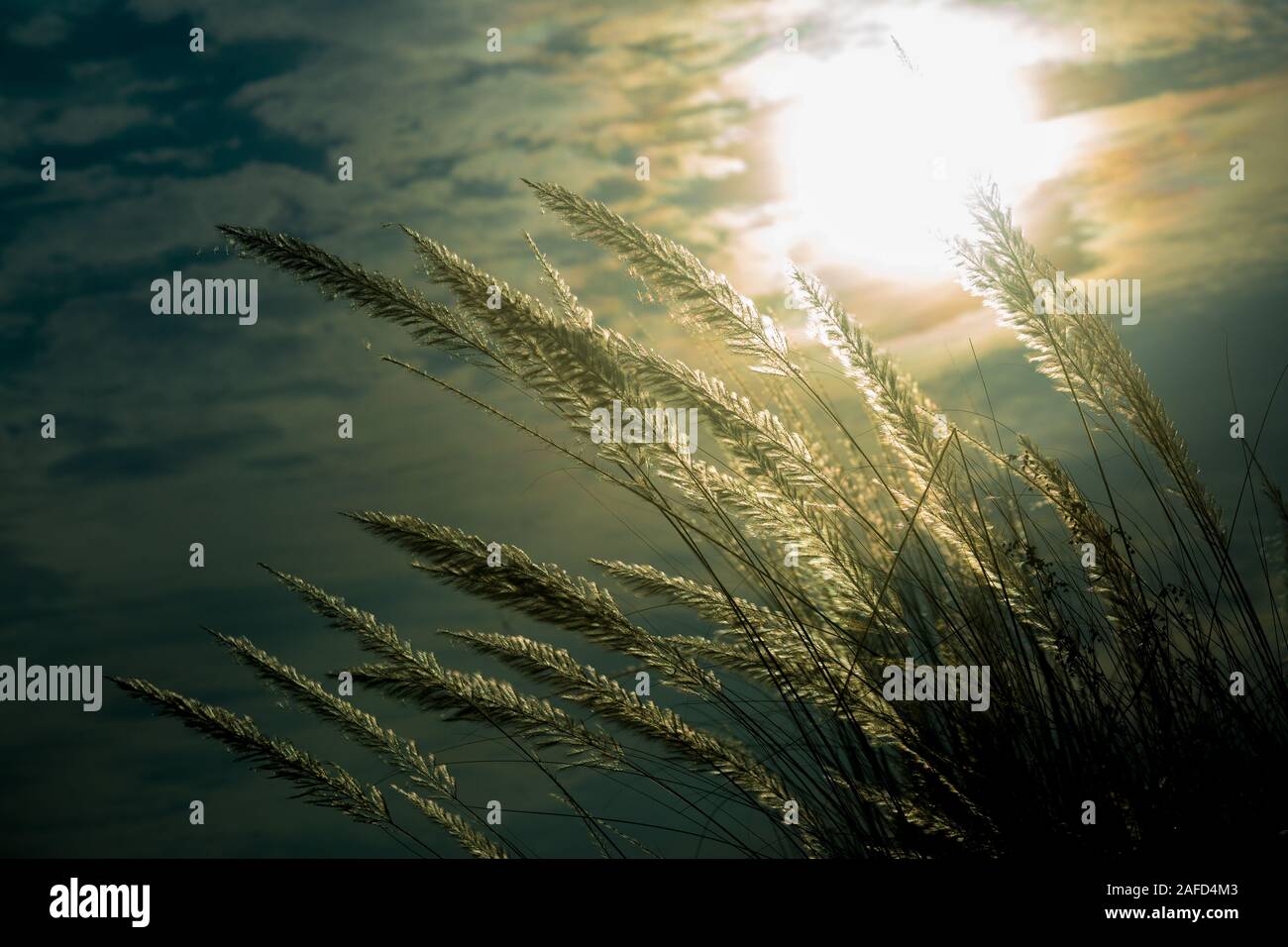 Chaton fleurs, herbe Kans (S. spontaneum) ou Kashful (en bengali) avec une belle lumière à Moody, Chandpur, Bangladesh. Banque D'Images