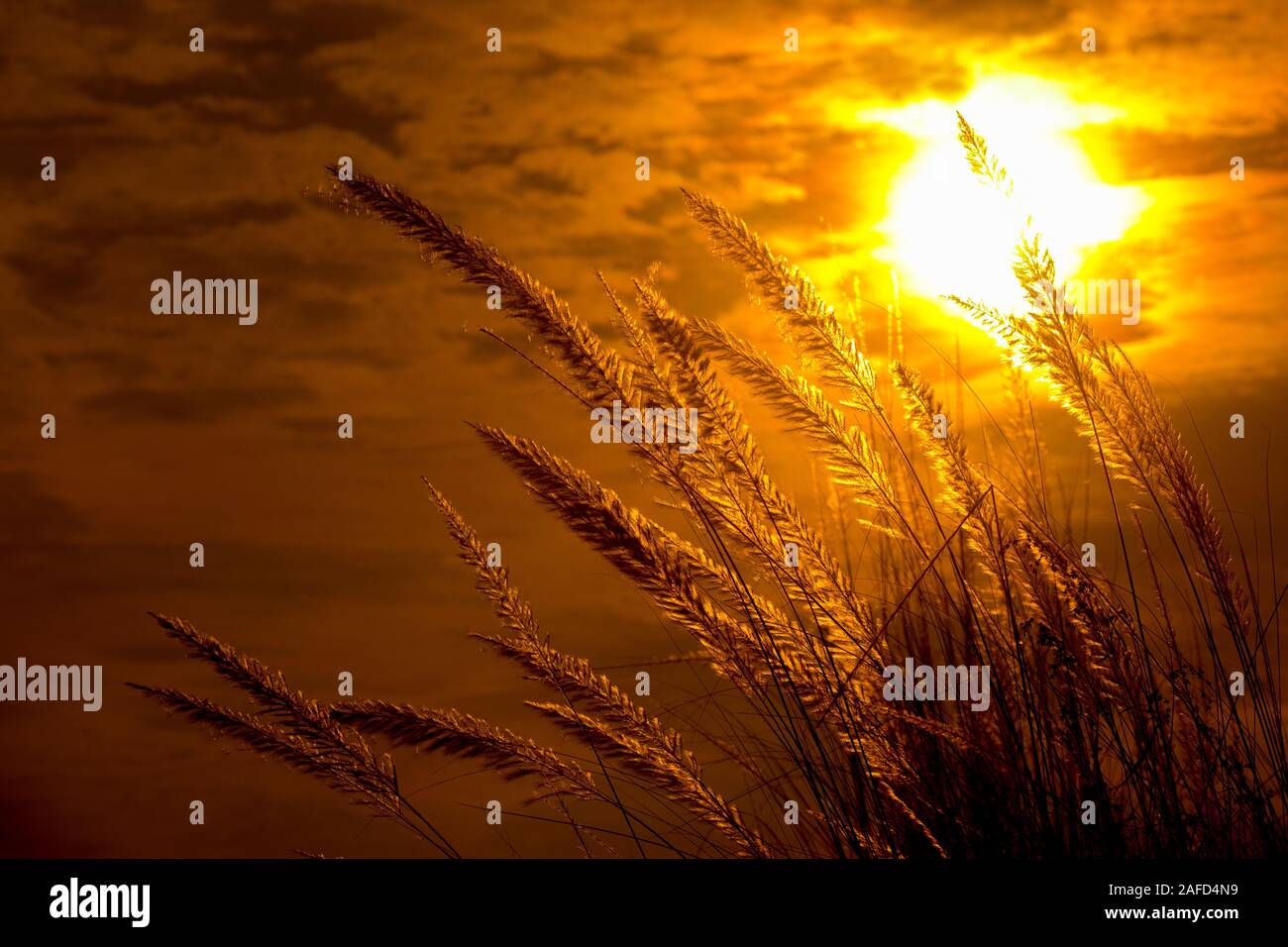 Chaton fleurs, herbe Kans (S. spontaneum) ou Kashful (en bengali) avec magnifique coucher du soleil à Chandpur, au Bangladesh. Banque D'Images