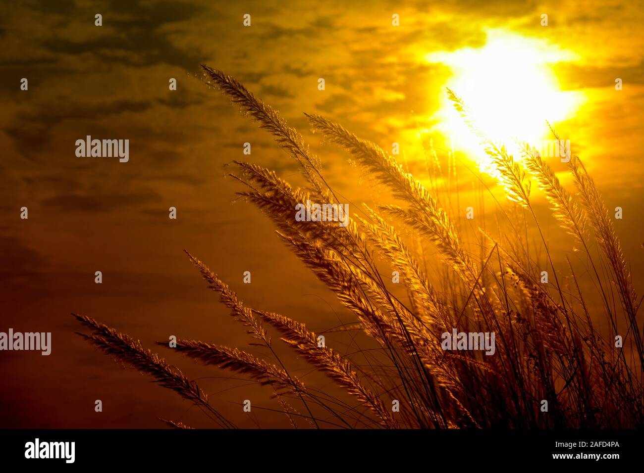 Chaton fleurs, herbe Kans (S. spontaneum) ou Kashful (en bengali) avec magnifique coucher du soleil à Chandpur, au Bangladesh. Banque D'Images