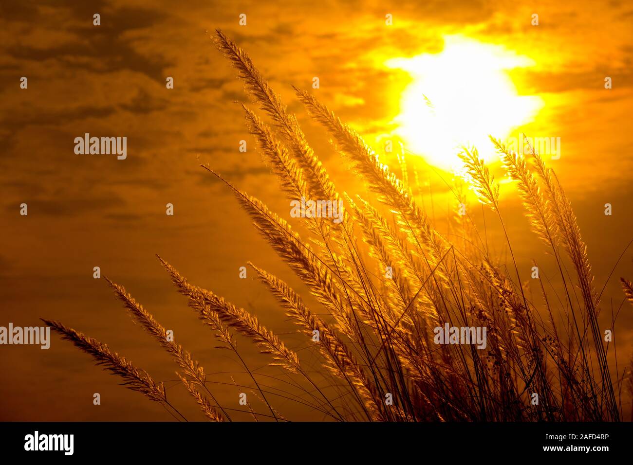 Chaton fleurs, herbe Kans (S. spontaneum) ou Kashful (en bengali) avec magnifique coucher du soleil à Chandpur, au Bangladesh. Banque D'Images
