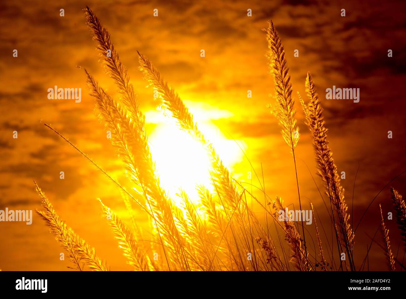 Chaton fleurs, herbe Kans (S. spontaneum) ou Kashful (en bengali) avec magnifique coucher du soleil à Chandpur, au Bangladesh. Banque D'Images