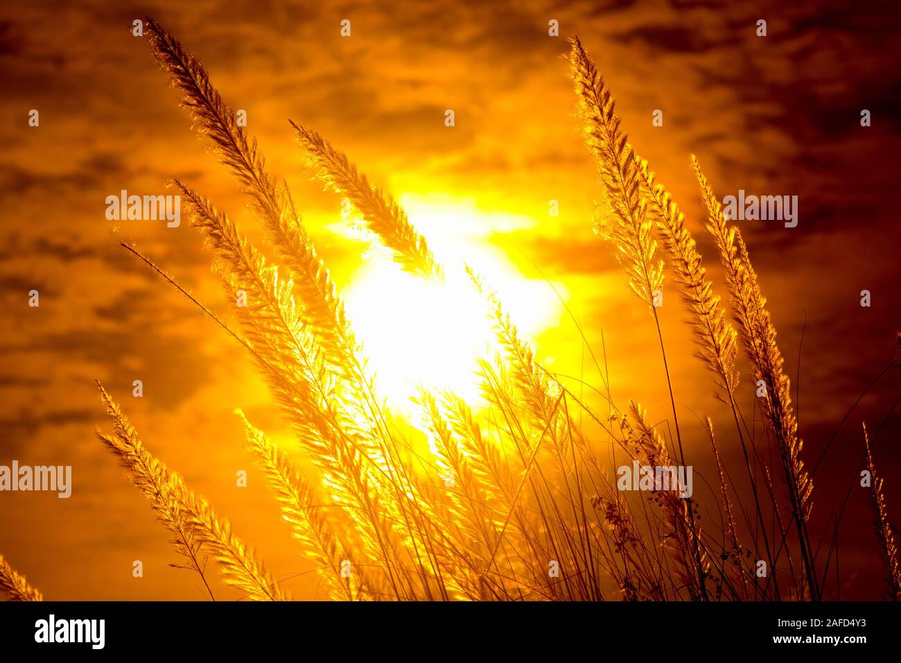 Chaton fleurs, herbe Kans (S. spontaneum) ou Kashful (en bengali) avec magnifique coucher du soleil à Chandpur, au Bangladesh. Banque D'Images